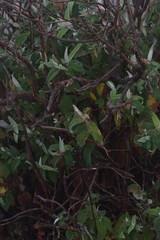 Buddleja salviifolia