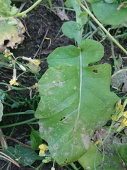 Brassica
