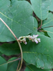 Cuscuta monogyna