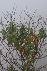 Buddleja salviifolia