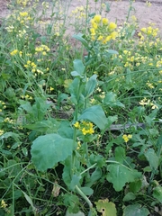 Brassica