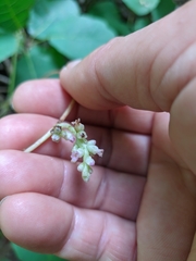 Cuscuta monogyna