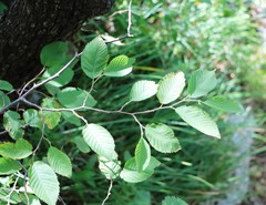 Ostrya carpinifolia