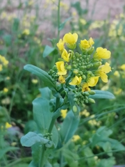 Brassica