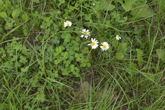 Tripleurospermum inodorum