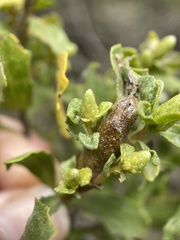 Rhopalomyia baccharis