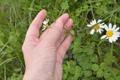 Tripleurospermum inodorum