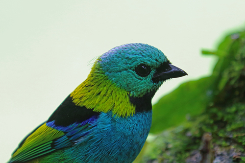 Green-headed Tanager (Tangara seledon), photo 7