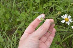 Tripleurospermum inodorum
