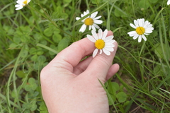 Tripleurospermum inodorum