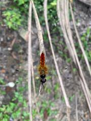 Aethriamanta brevipennis