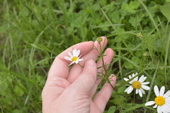 Tripleurospermum inodorum