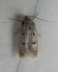 Carolana ascriptella