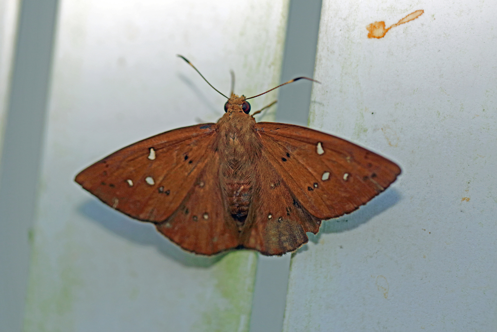 Dyscophellus erythras