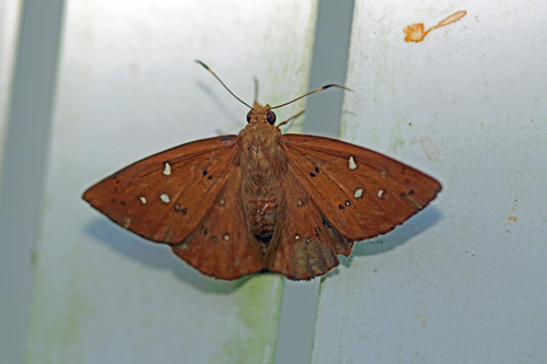 Dyscophellus erythras