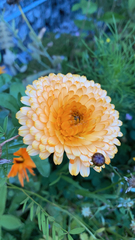 Calendula officinalis