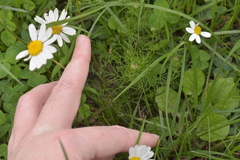 Tripleurospermum inodorum