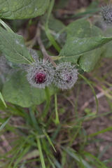 Arctium tomentosum