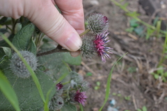 Arctium tomentosum