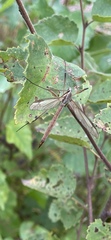 Tipula