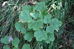 Acer opalus obtusatum