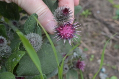 Arctium tomentosum