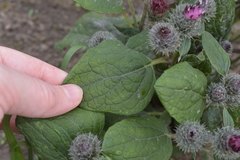 Arctium tomentosum