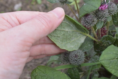 Arctium tomentosum