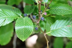 Rhamnus fallax