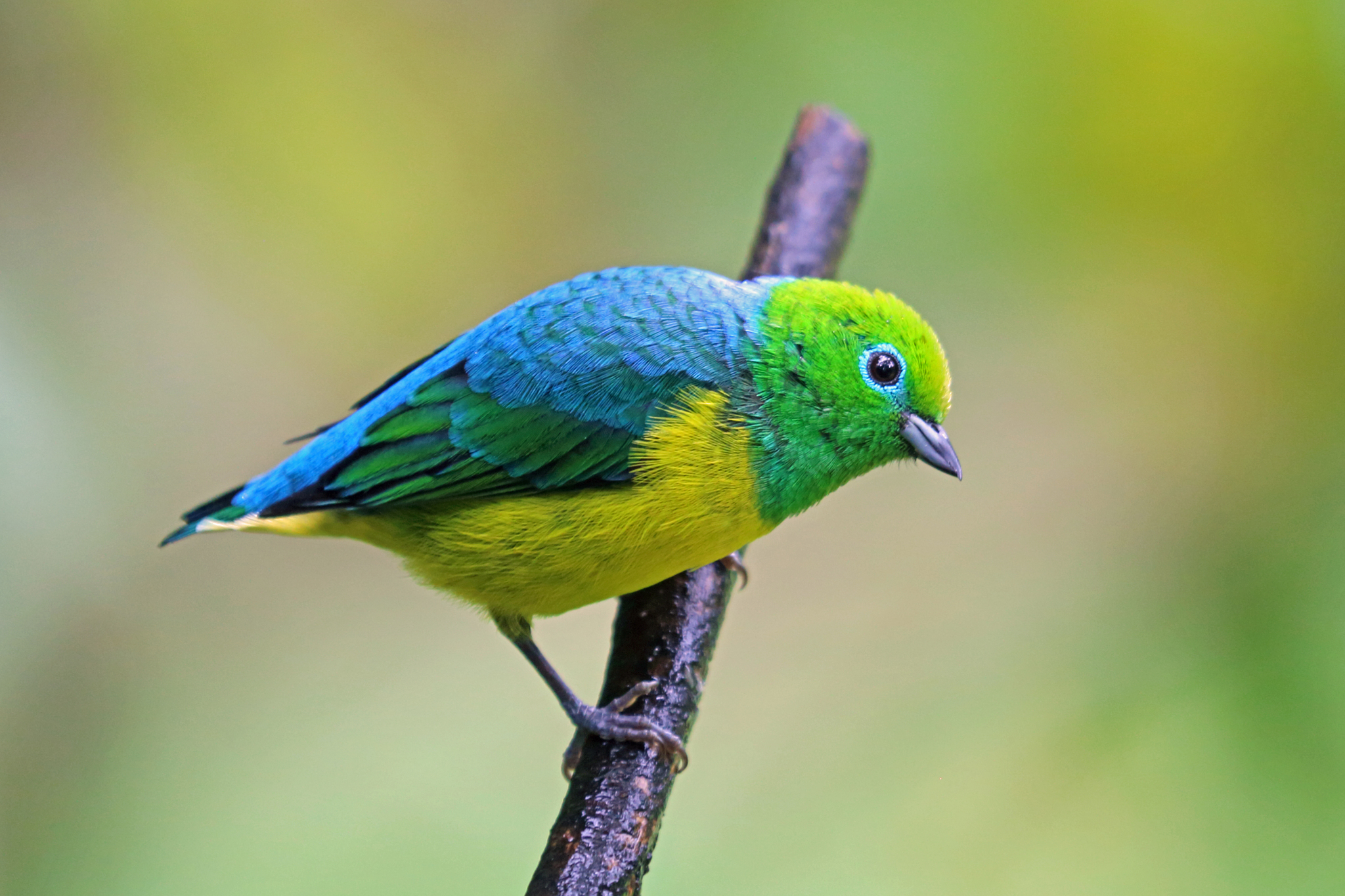 Blue-naped Chlorophonia illustration