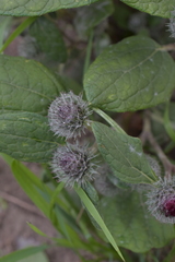 Arctium tomentosum