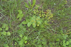 Pastinaca sativa