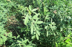 Chamaecytisus ruthenicus