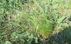 Stipa tirsa