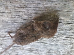 Sorex monticola