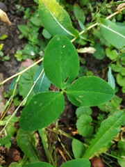 Trifolium medium