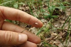 Melica picta