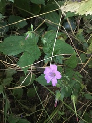 Geranium nodosum