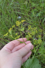 Pastinaca sativa