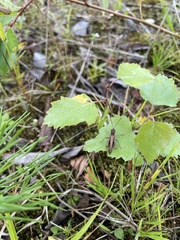 Chorthippus biguttulus