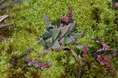 Bergeranthus katbergensis