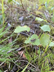 Chorthippus biguttulus