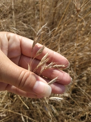 Bromus squarrosus