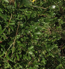 Prunus fruticosa