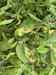 Parallelodiplosis subtruncata