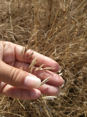 Bromus squarrosus