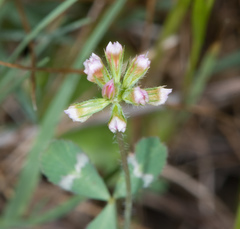 Trifolium bifidum