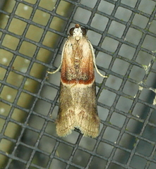 Acrobasis demotella