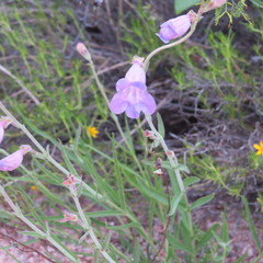 Penstemon dasyphyllus