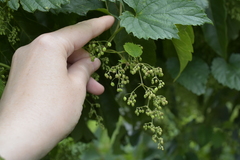 Humulus lupulus